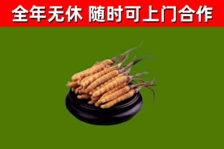 社旗回收散虫草