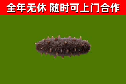 社旗回收海参干